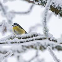 Bird sitting on frozen tree branch in the winter