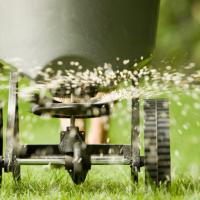 crabgrass lawn treatment