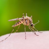 mosquito control in Tulsa