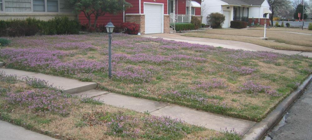 A Tulsa lawn with purple flowers in it.