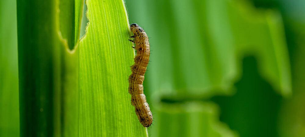 Armyworm on blade of grass
