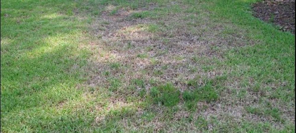 Brown Patch Lawn Disease