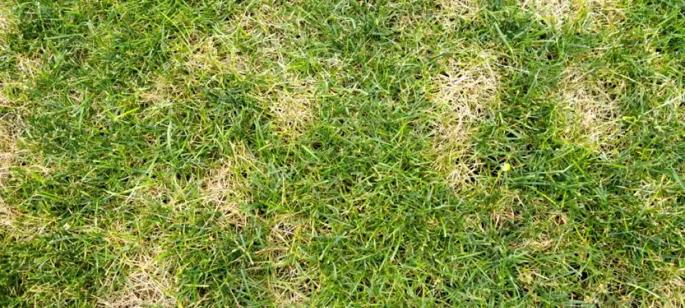 grass suffering from lawn disease
