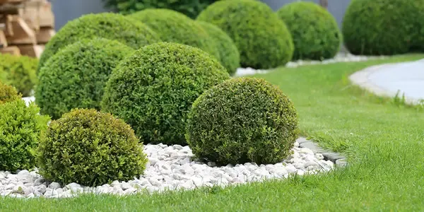 healthy trees and shrubs